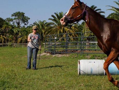 Training with Roxy