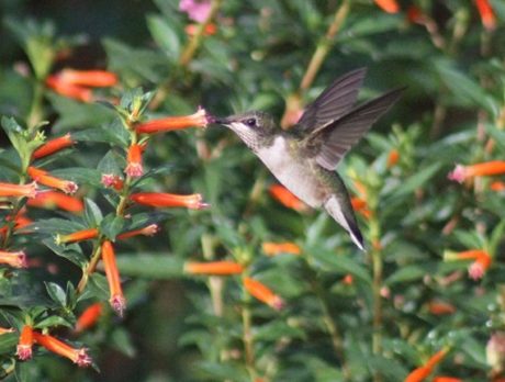 CAMERA: If you plant it, hummingbirds will come