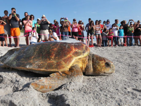 Loggerheads begin three-month Tour de Turtles marathon