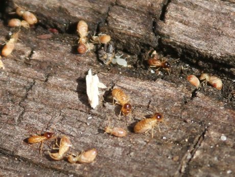 Tough tree termites found 15 miles away