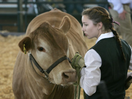 Steer Show