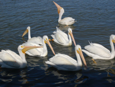 Judah’s white pelicans