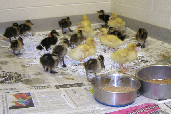 ALL PETS BLOG: Ducks find home at Humane Society