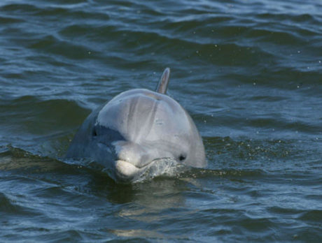 Lagoon woes leading to displacement of dolphins