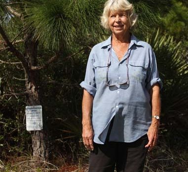 Chop down a Florida pine and help save Scrub Jays in Sebastian