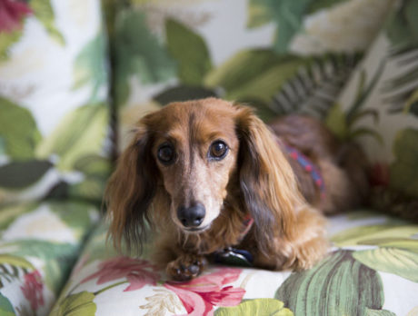 BONZ: Two dachshunds help heal their human’s grief