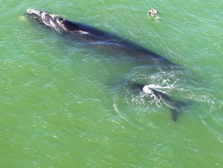 Whales leaving the Sebastian Inlet