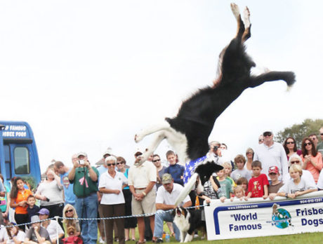 Bark in the Park