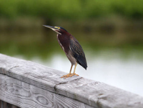 Spoonbill Marsh project provides net benefit to lagoon