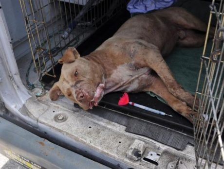 Drug related arrests uncovers possible dog fighting