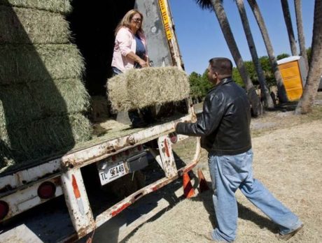 Farmers’ forage for hay in Fellsmere pays off in horse health