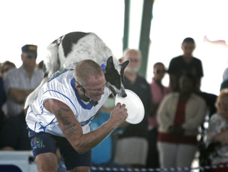 Frisbee Dog Performance