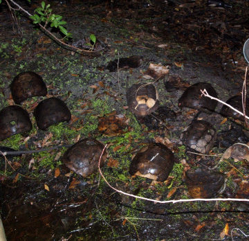 Remains of 13 protected tortoises found on conservation land