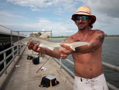 Catching sharks at the Wabasso Causeway