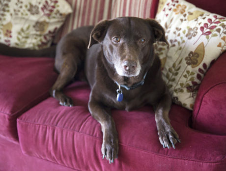 BONZ: A chocolate lab who loves being a girl