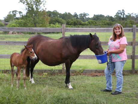 Humane Society’s rescued mare gives birth to healthy colt