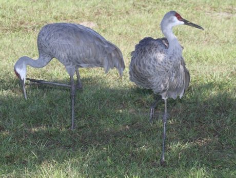 Sandhill Cranes at Garden Club Park