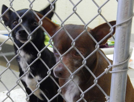 Humane Society takes in 11 dogs from Osceola animal control