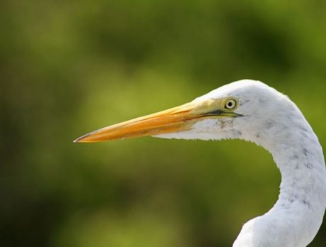 Keeping an eye on its surroundings