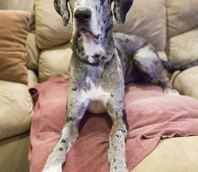 BONZ: A huge Great Dane who was scared of a cat!