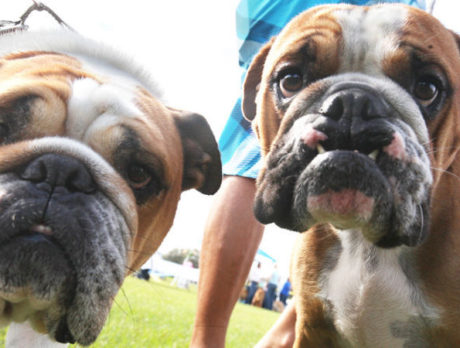 Bark in the Park