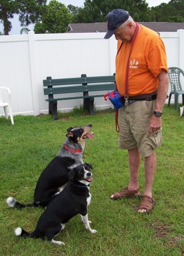 PET PARADE: Training, learning commands, and social skills