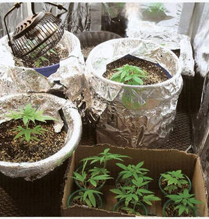 Vero Beach man arrested for cultivating marijuana in closet