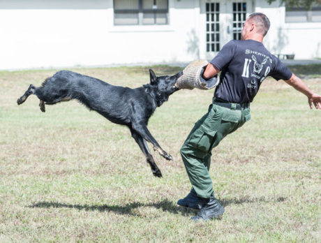 Two Vero Beach police K-9 teams set to graduate