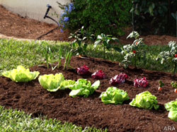 Cómo lograr que el cultivo de sus vegetales en casa sea lo más “verde” posible