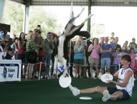 Frisbee Dog Performance