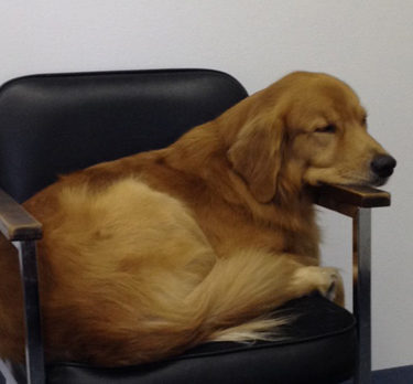 BONZO: Busy shop dog Buddy takes meetings in his office