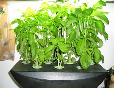EATS: Basil is growing like a weed – time for pesto!