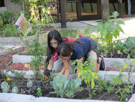 Mini-garden projects at schools need money to survive