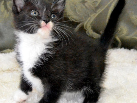 Meet the kittens – H.A.L.O. Rescue’s Pet of the Week