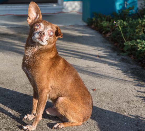 BONZ: Bonz two-steps with Tex, who’s blind and so kind