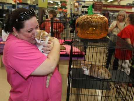 Petco and HALO Rescue – 3 years, 300-plus animals find homes