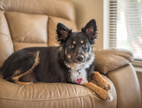 BONZ: Bonzo meets Bear, an awesome Aussie Shepherd