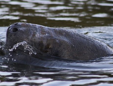 Manatee deaths in lagoon accelerating; tied to seagrass loss