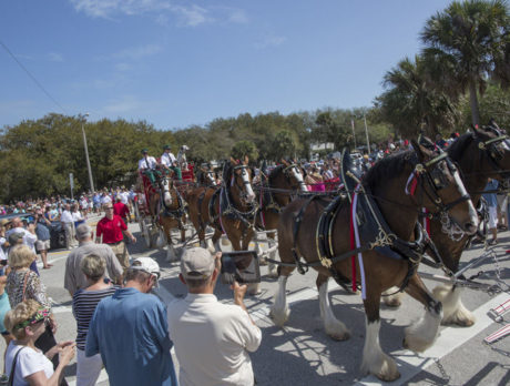 MY VERO: Clydesdales’ visit a true celebration of Americana