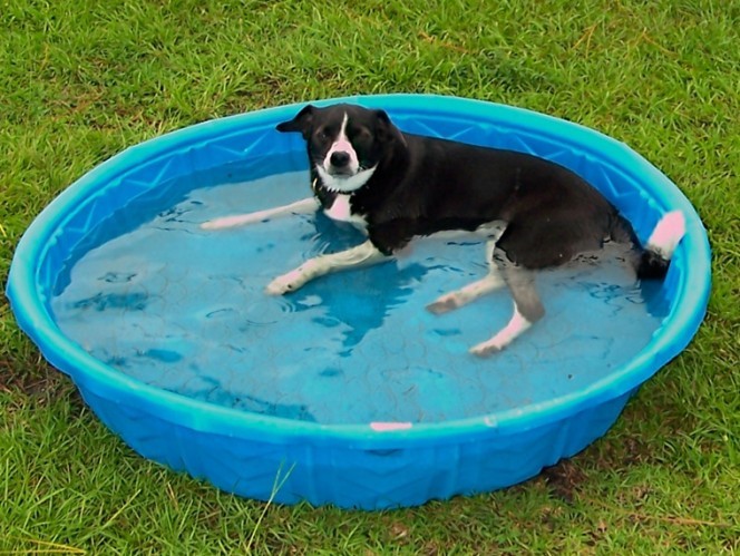 PET PARADE: Training, learning commands, and social skills