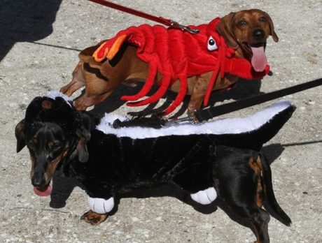 Dog owners get into Halloween spirit during Howl-O-Ween Pawrade