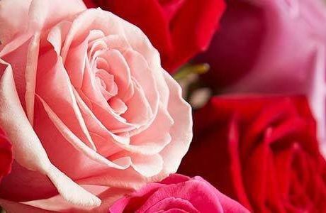 Let them live: Tips to help your Valentine’s flowers last longer