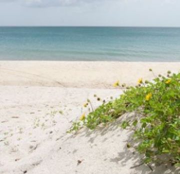 Three Haitian immigrants found near Tracking Station Beach