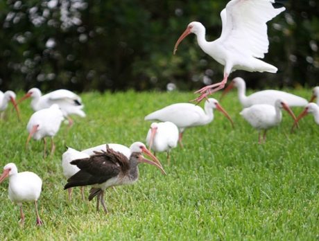 Ibises enjoy the wet weather at Riverside Park