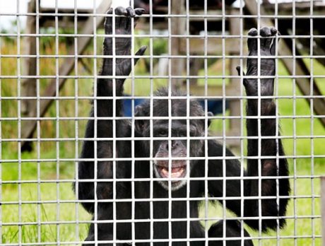 Visitors to Save the Chimps celebrate a 10-year “Bananaversary” milestone