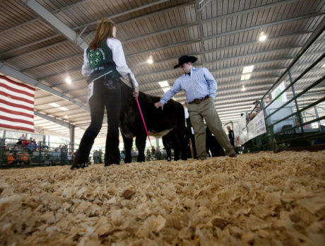 Steer Show