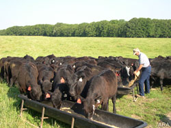 Protecting the environment, one cattle farm at a time