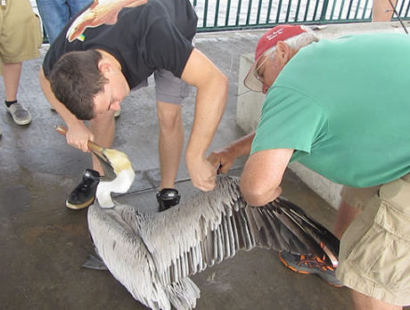 Local angler saves pelican from fisherman’s line in Vero Beach