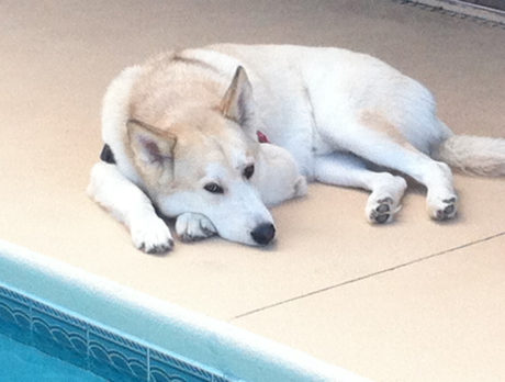 BONZ: Siberian husky has way to deal with Florida’s heat