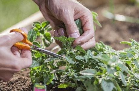 6 steps to grow a garden anywhere